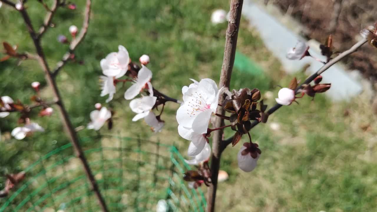 近距离拍摄的日本杏花在一个阳光明媚的大风天视频素材