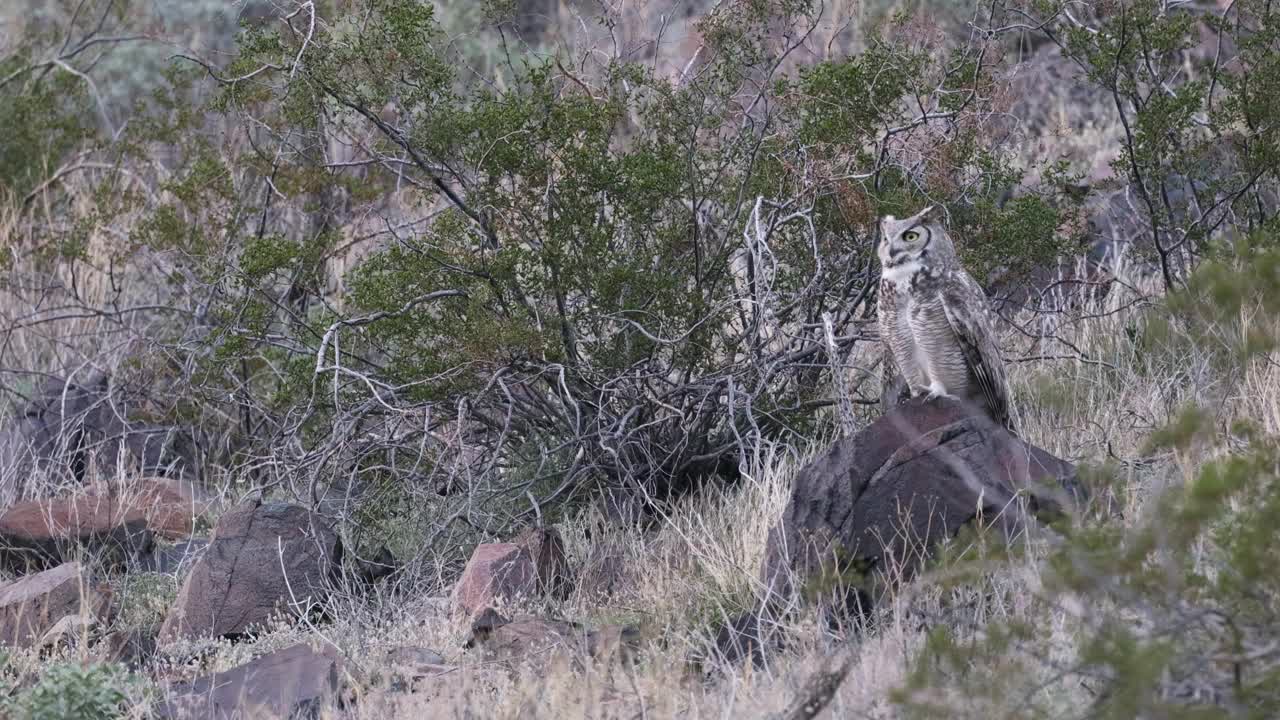 一只雄性大角猫头鹰站在亚利桑那州的一块岩石上俯瞰风景。横向。视频下载