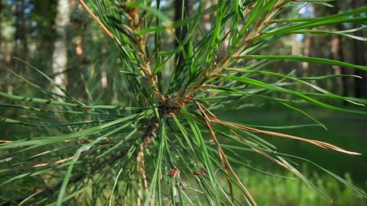 柔焦林松枝上的蜘蛛丝视频素材