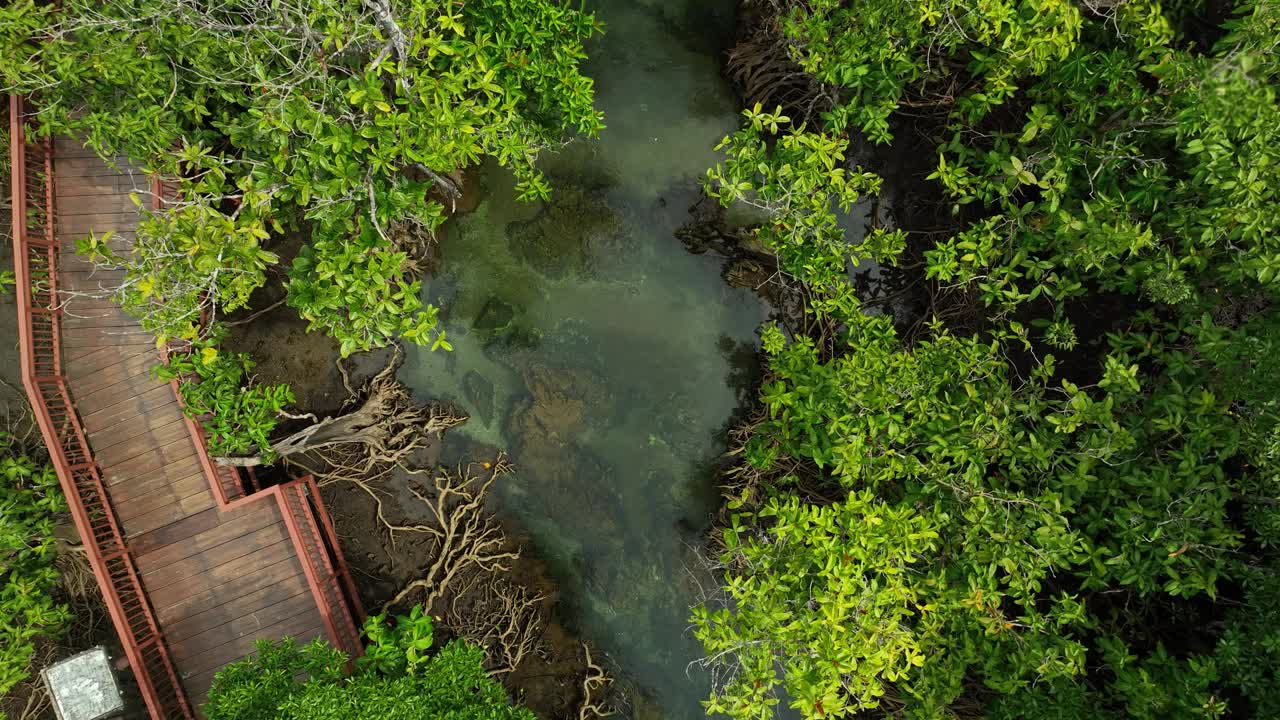 鸟瞰图显示水流和红树林视频下载