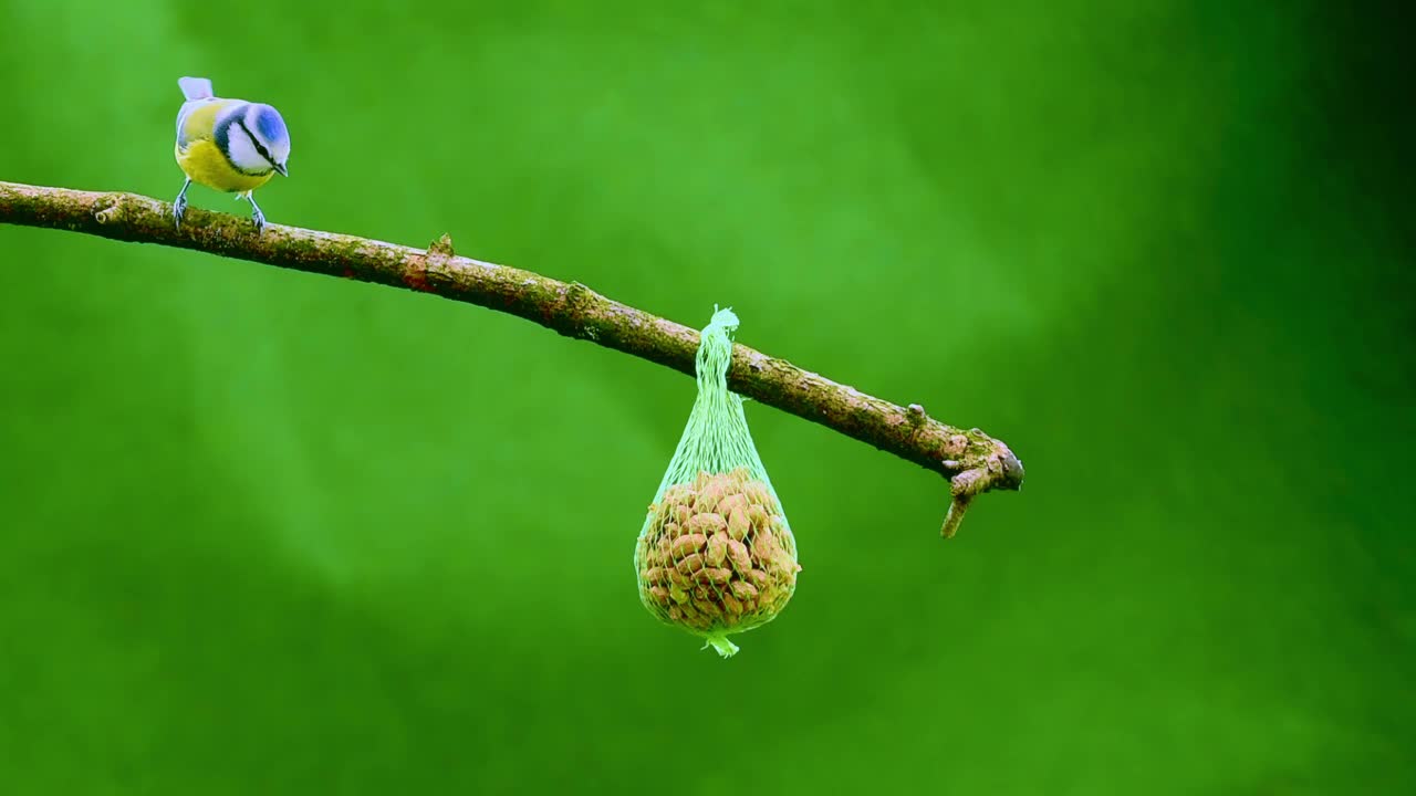 蓝山雀正在吃喂食袋里的花生视频下载