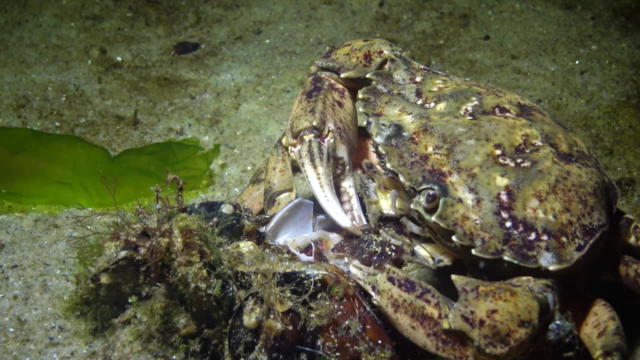 青蟹或滨蟹(Carcinus maenas, Carcinus aestuarii)的营养，小龙虾从贻贝壳上取肉放进嘴里。黑海视频素材