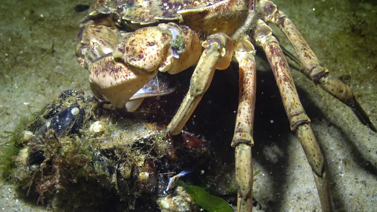 青蟹或滨蟹(Carcinus maenas, Carcinus aestuarii)的营养，小龙虾从贻贝壳上取肉放进嘴里。黑海视频素材