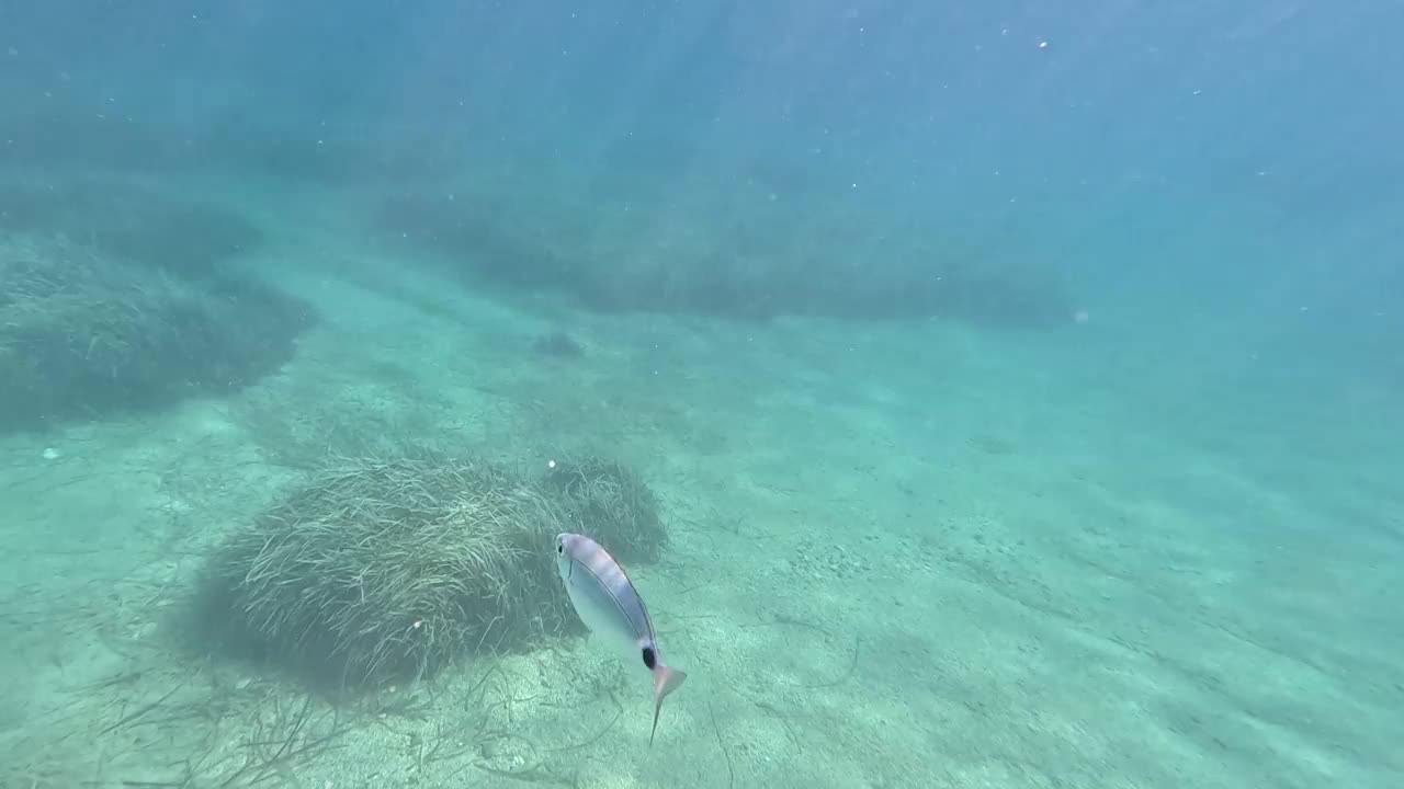 有鞍的海鲷独自游泳。视频下载