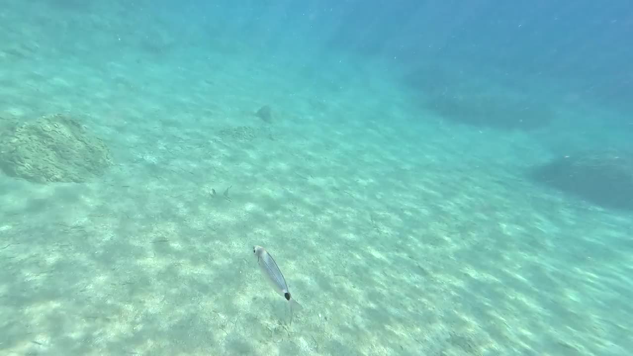 一群有鞍的海鲷在游泳。视频下载