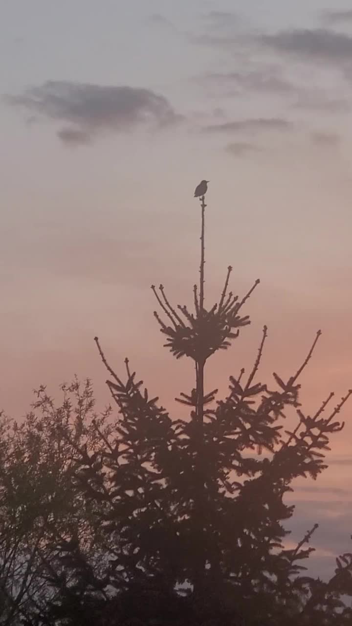 一只鸟在树顶上。视频下载