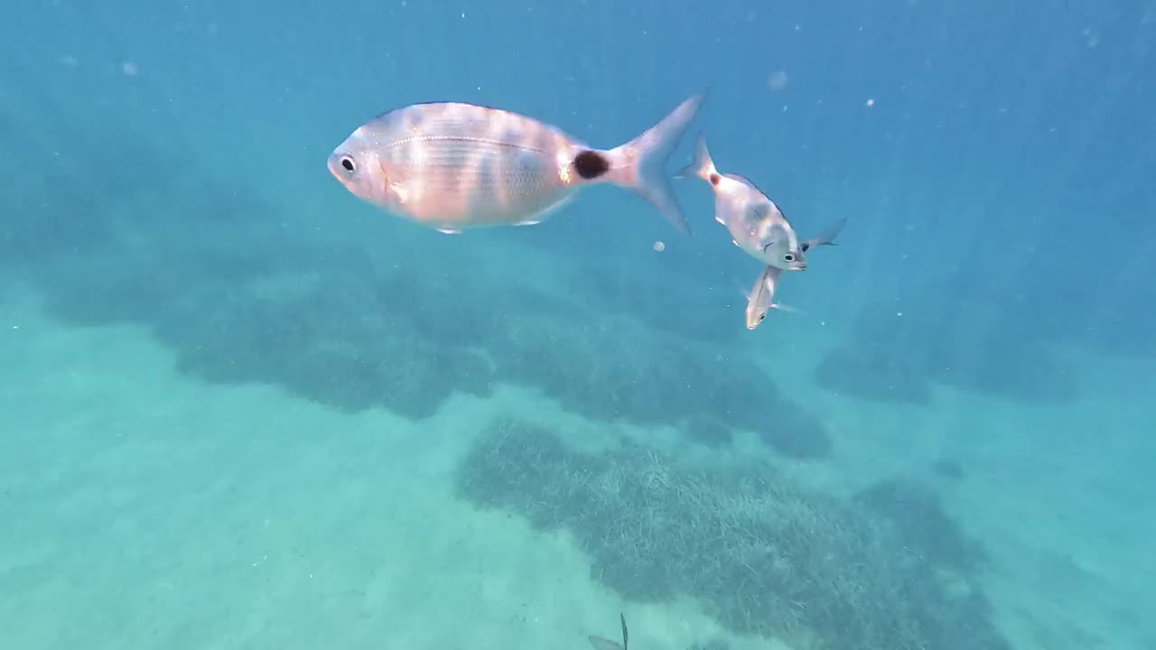 与带鞍的海鲷一起潜水。视频素材