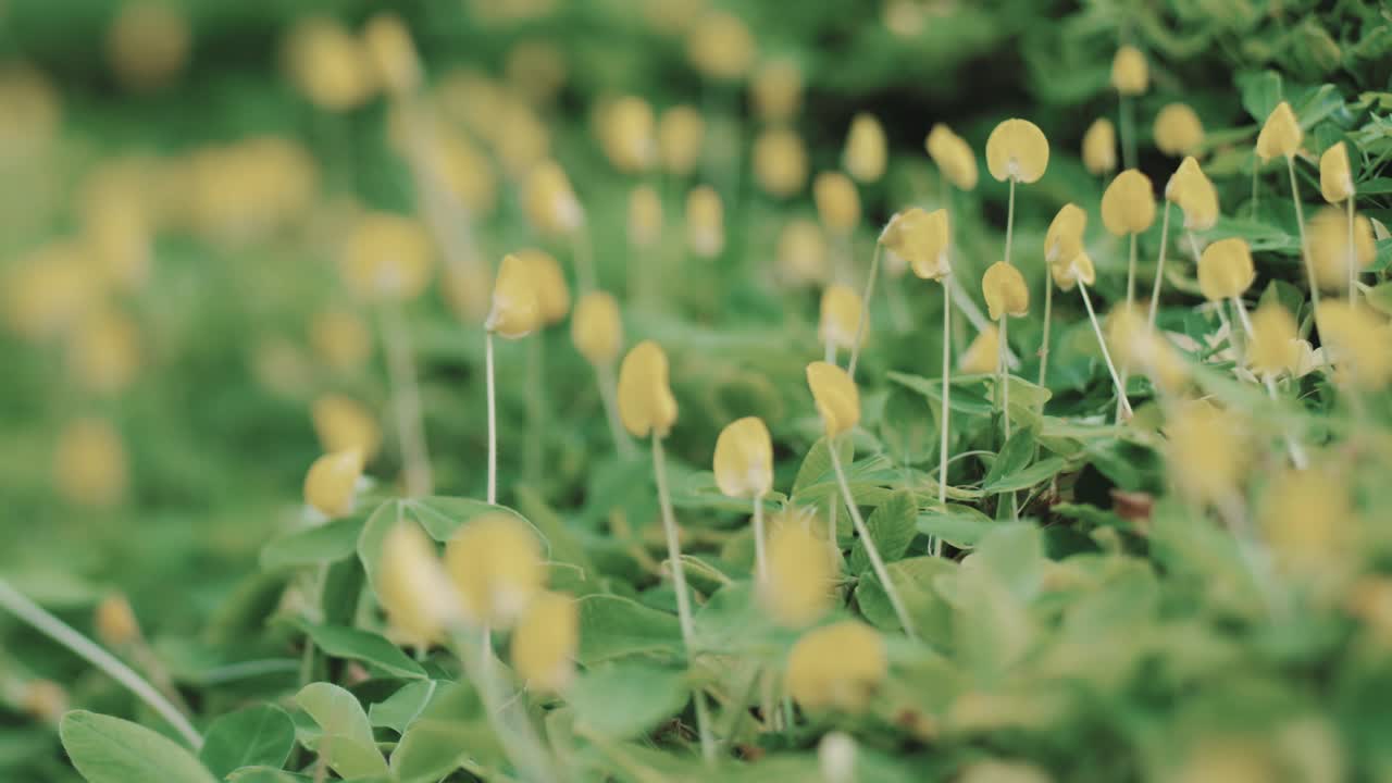 一组平托花生花视频素材