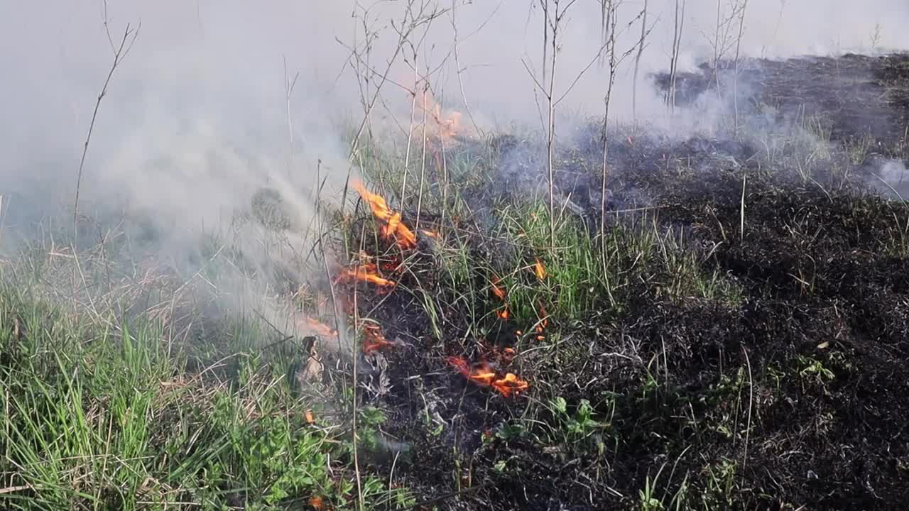 草地上燃烧着干草。田野里着火了。环境灾害、环境、气候变化、环境污染视频下载