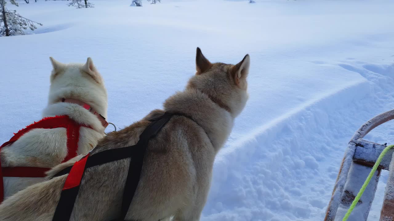 一群雪橇哈士奇狗在雪橇旁休息，等待着他们何时可以开始穿越美妙的冬天，平静的冬季森林，在公路左转。骑着哈士奇雪橇在拉普兰风景。视频下载