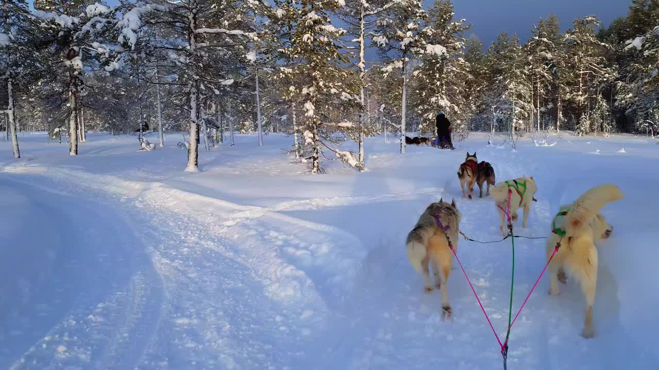 两组雪橇哈士奇狗拉着雪橇，每组有两名乘客，穿过美丽的冬季平静的松树林。骑着哈士奇雪橇在拉普兰风景。视频素材