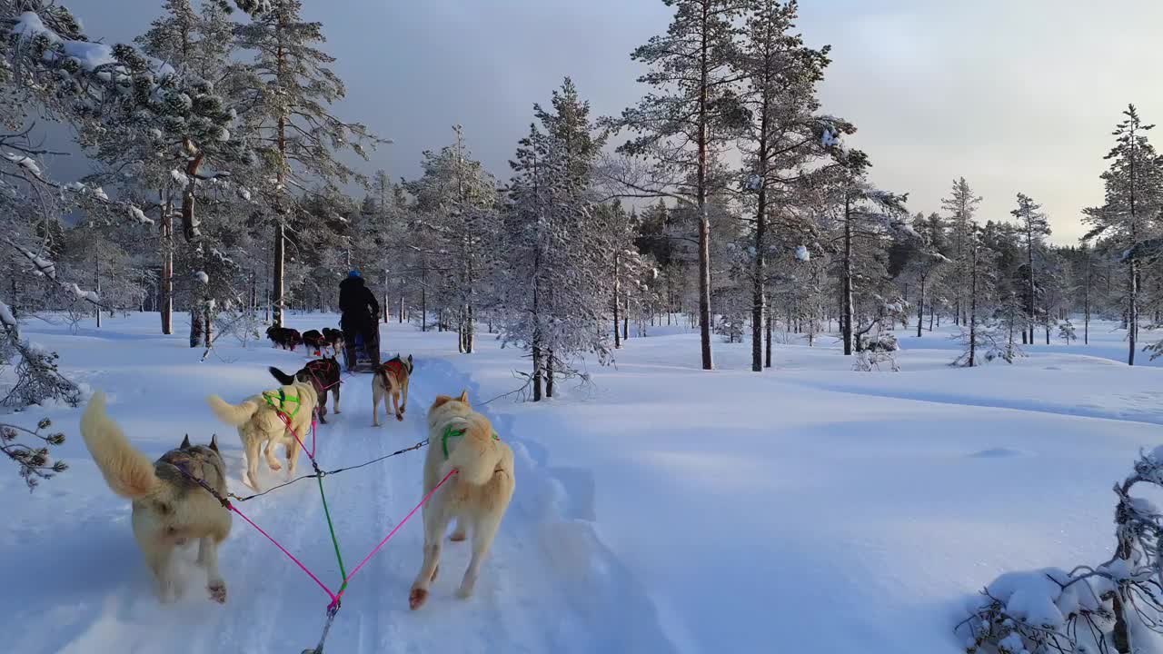 两组雪橇哈士奇狗拉着雪橇带着乘客穿过美丽的冬季平静的松树林。弯弯曲曲的道路，新鲜的雪，骑着哈士奇雪橇在拉普兰风景。视频素材