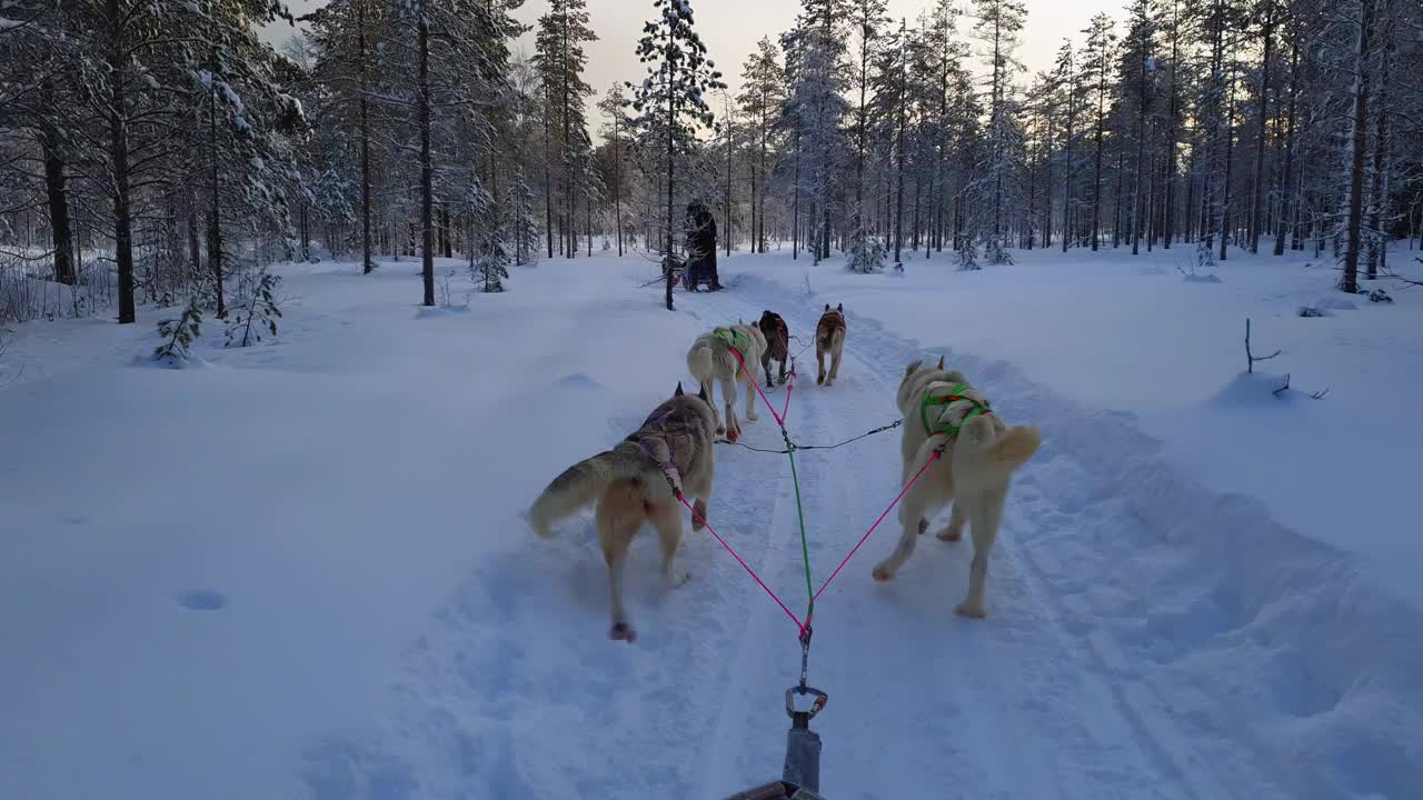 两组雪橇哈士奇狗拉着雪橇带着乘客穿过美丽的冬季平静的松树林。弯弯曲曲的道路，新鲜的雪，骑着哈士奇雪橇在拉普兰风景。晚上日落视频素材