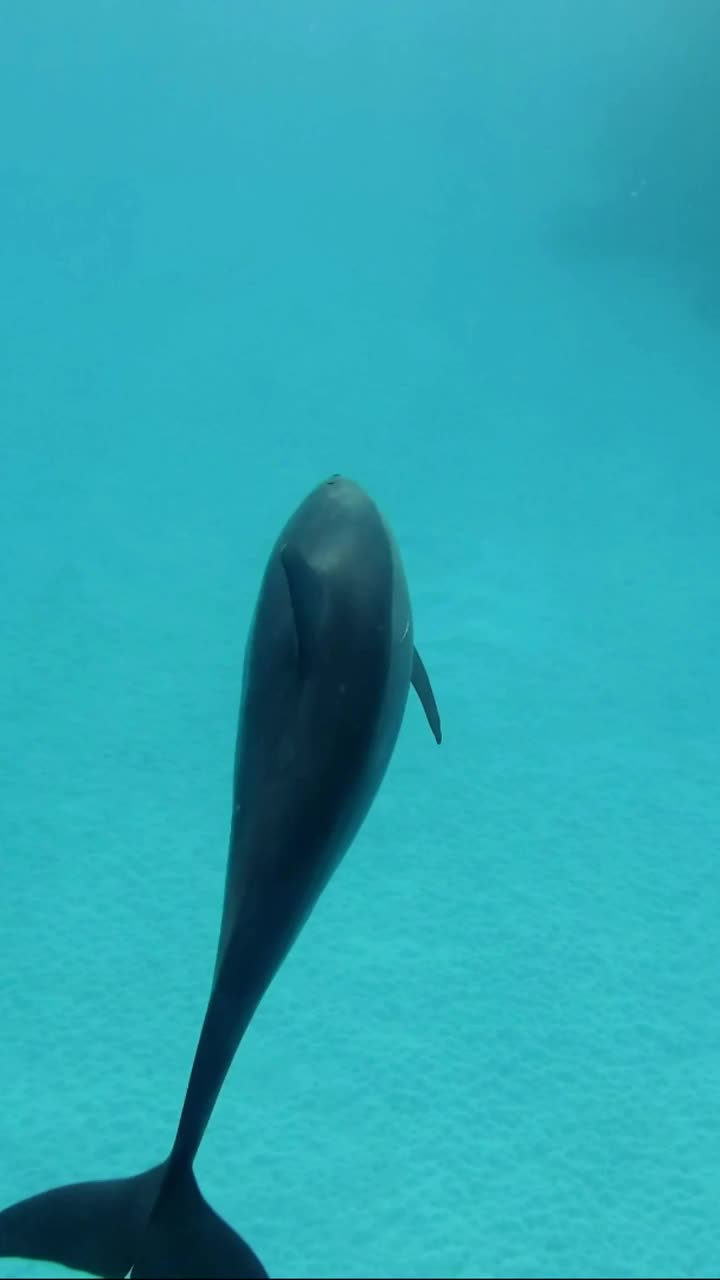 小海豚在阳光下的蓝绿色海水中游泳的特写视频素材