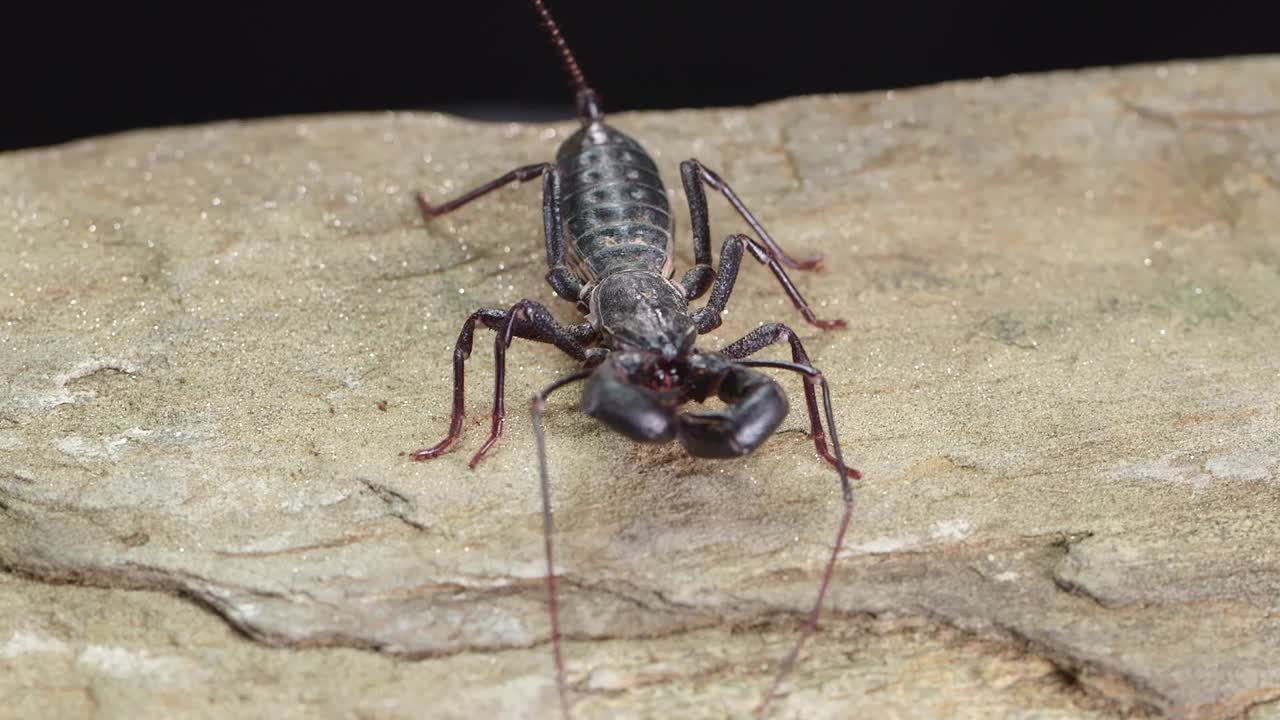 巨齿巨齿龙(Mastigoproctus giganteus)走在黑暗背景模糊的岩石上视频素材