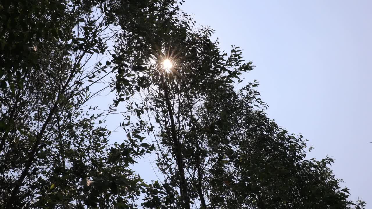 一棵桉树底部附近的一簇叶子正在被吹。视频素材