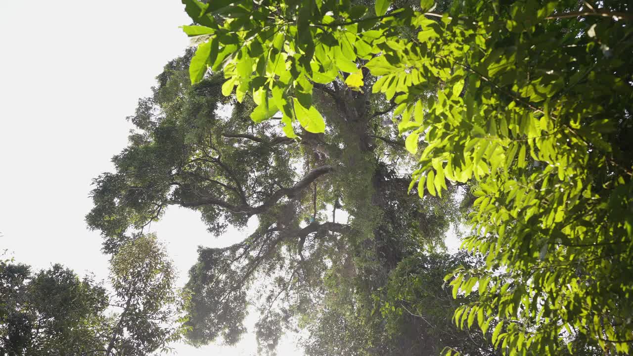 热带森林的阳光穿过丛林的树木。视频下载