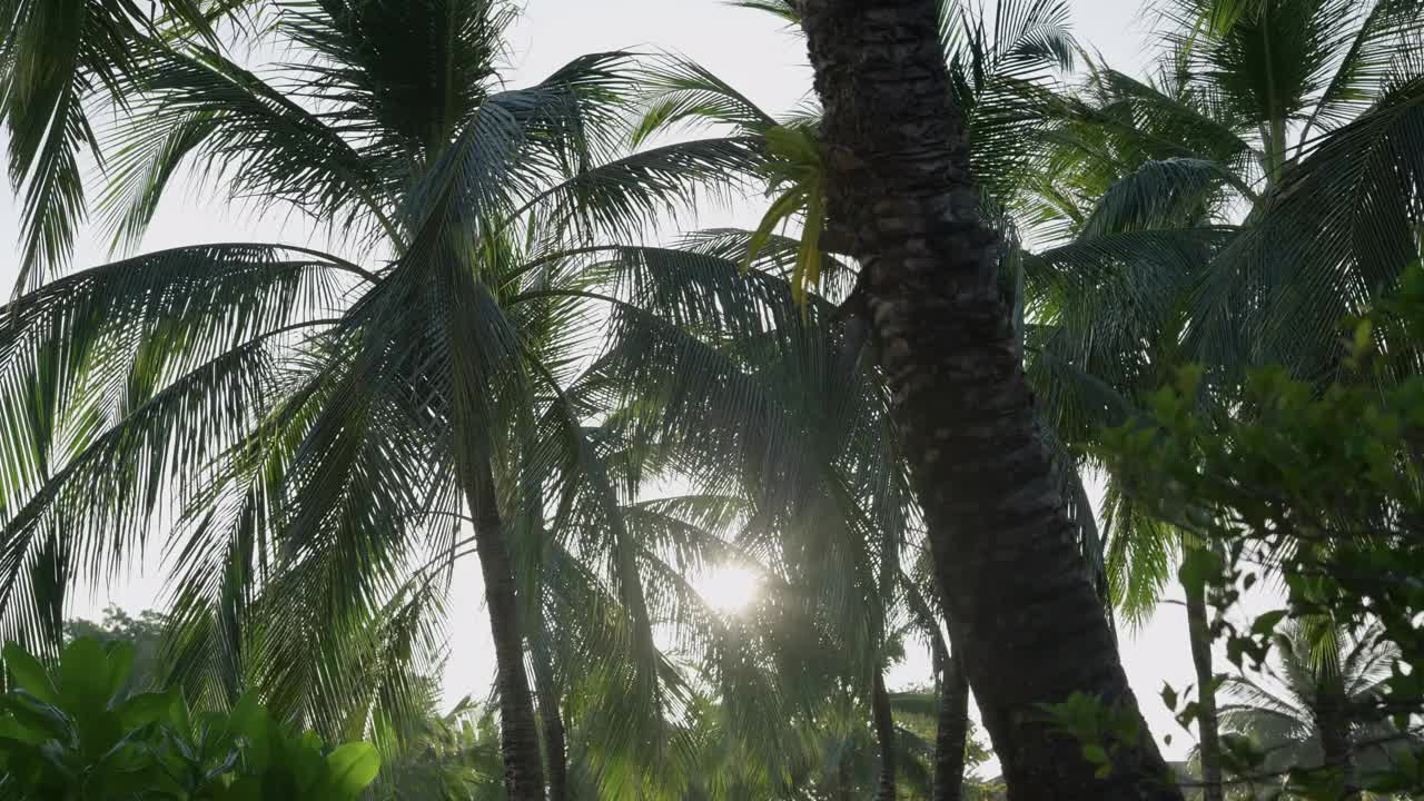 棕榈树在早晨阳光照耀。椰子树，夏天的树。视频素材