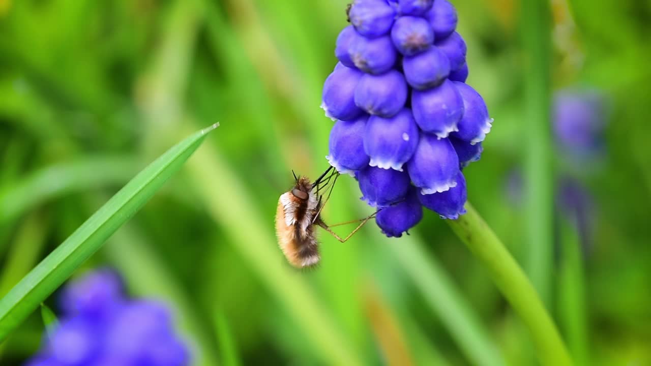 蜂蝇在紫葡萄风信子上喝花蜜视频下载