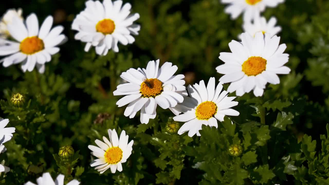 近距离拍摄几十朵雏菊花视频下载