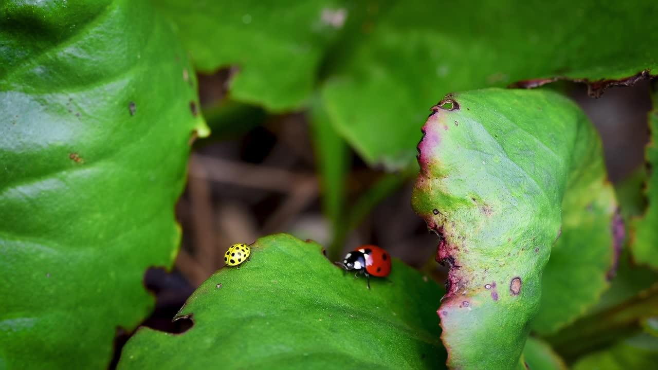 红色和黄色的瓢虫，在叶子边缘相交视频下载