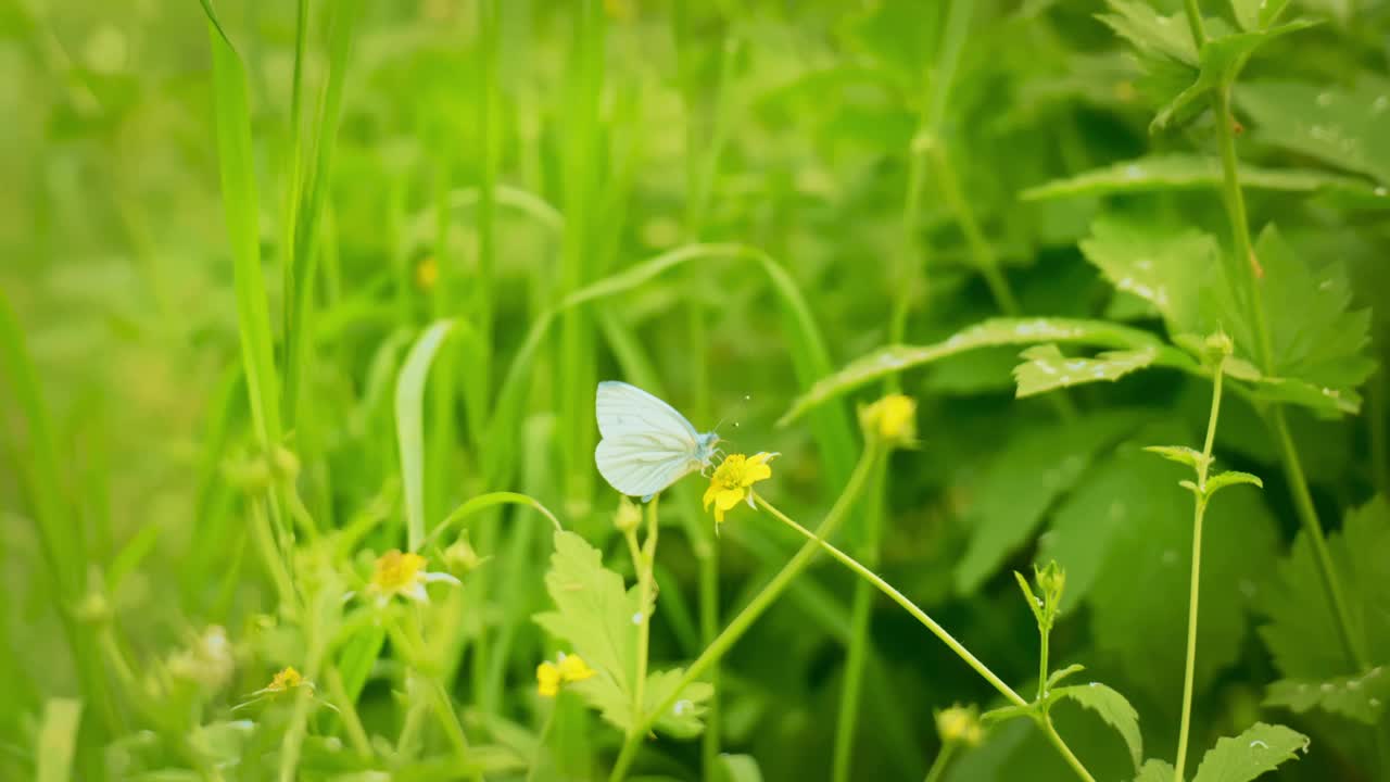 大自然的和谐:蝴蝶栖息在森林中的一朵花上视频素材