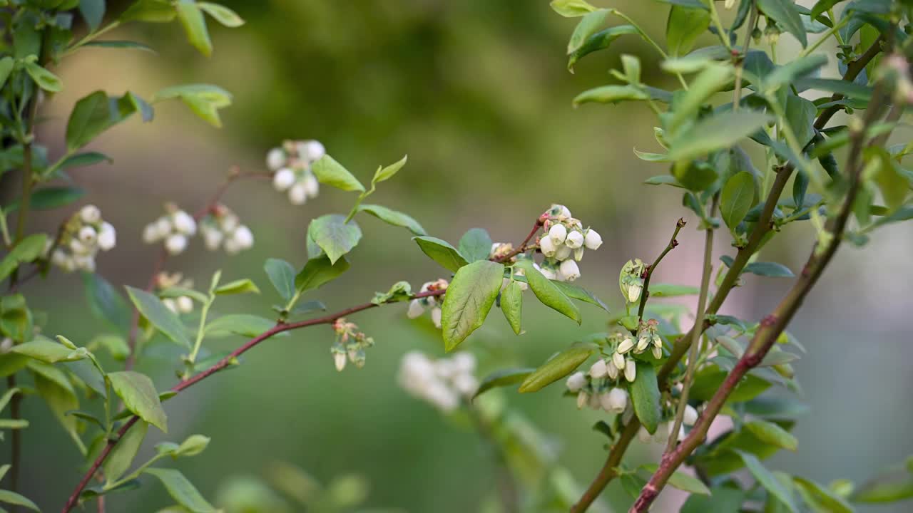 蓝莓在春天开花视频下载