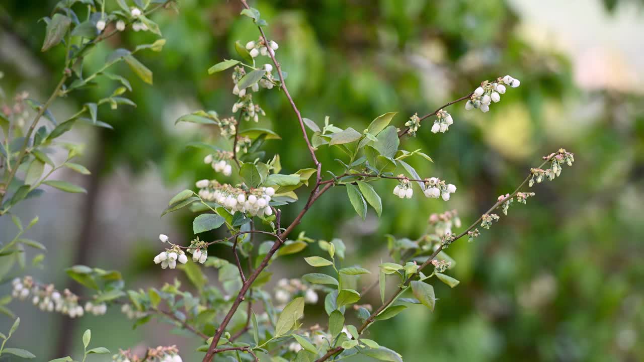 蓝莓在春天开花视频素材