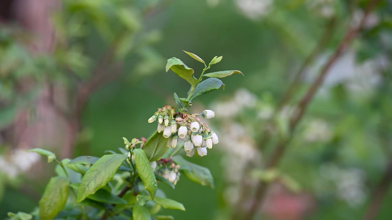 绿色的灌木上开着白色的蓝莓花视频素材