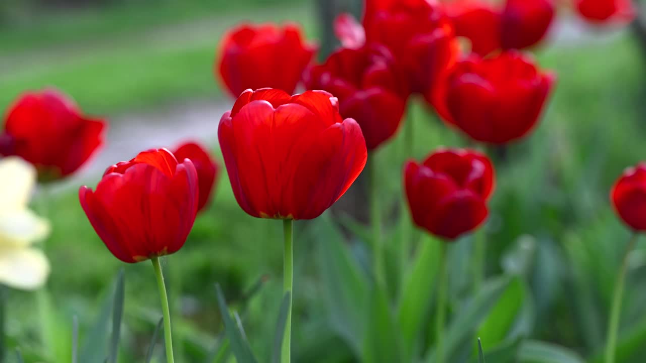 花园里的红色郁金香视频下载