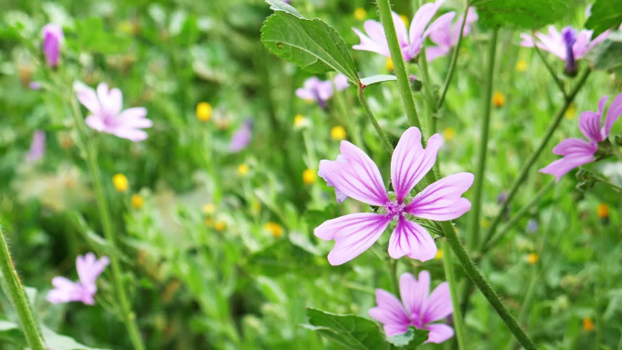 一朵紫色的花开在绿色的草地上。视频素材