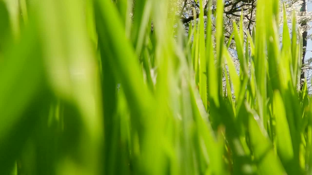 在一个阳光明媚的春天早晨，沿着一棵盛开的果树的枝干，从茂密的绿草地上飞起视频素材