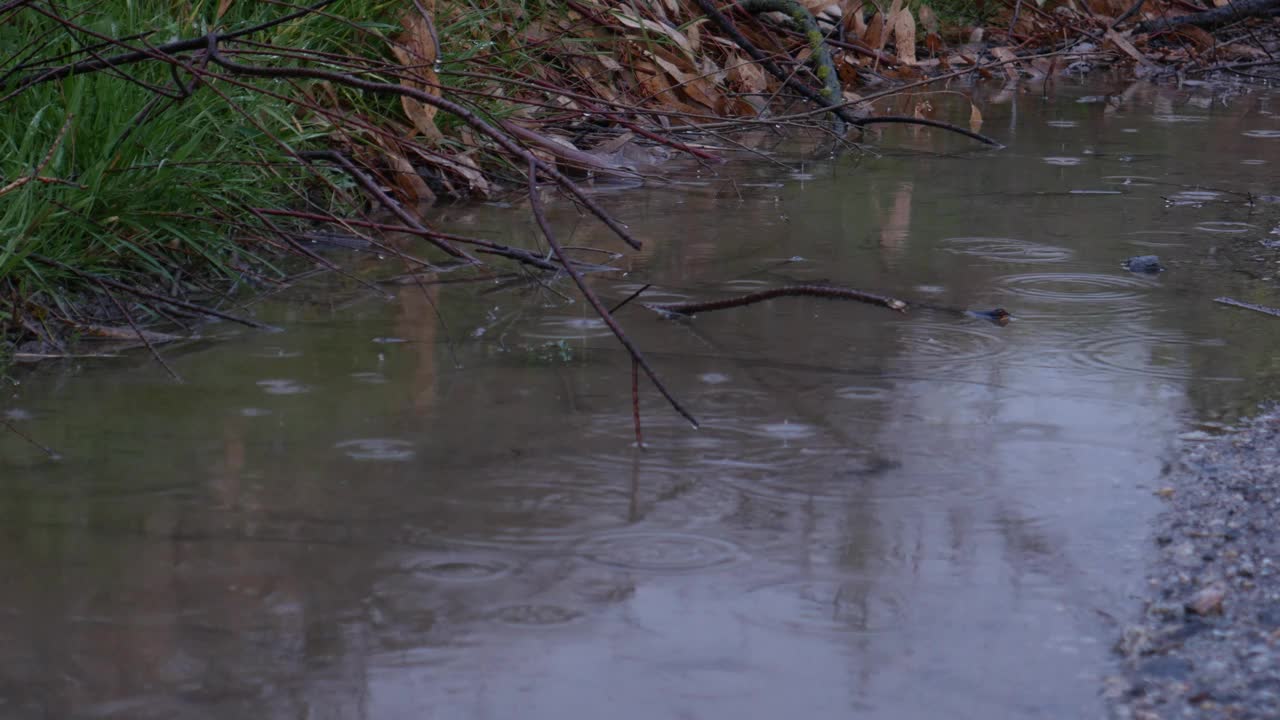 被雨淋湿的树枝视频下载