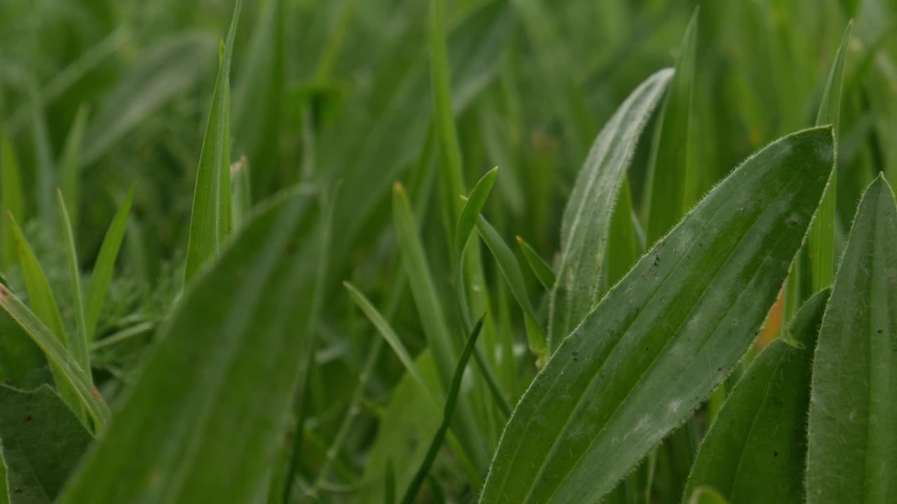 绿色草地上的植被视频下载