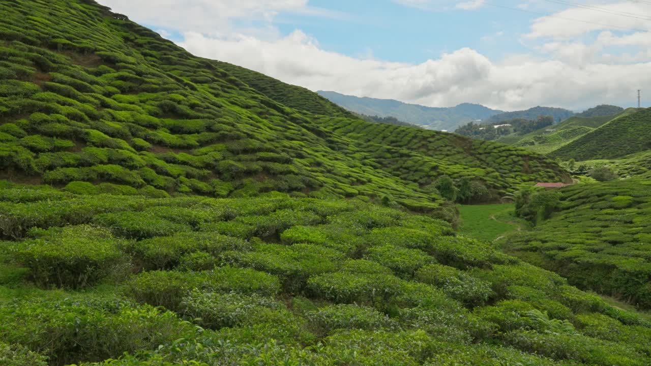 马来西亚金马仑高原的一个茶园里，连绵起伏的绿色丘陵和山谷里长满了茶树视频下载