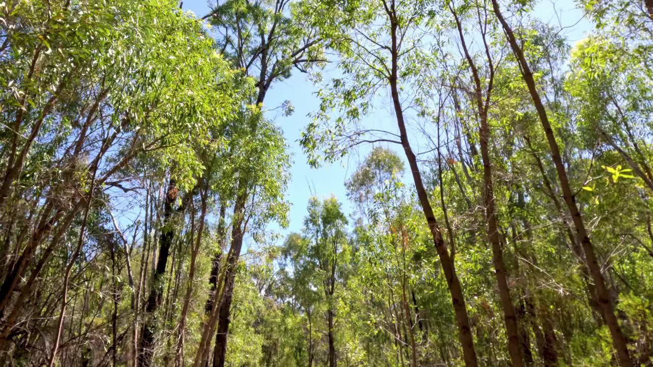 穿越时空的林冠之旅视频素材