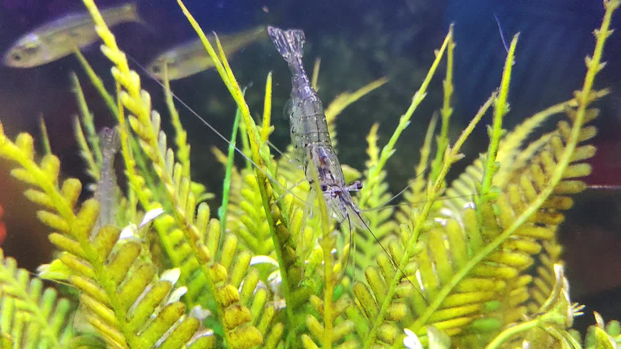 活虾在水族馆水下拍摄，虾孵化蛋，虾养殖，对虾养殖孵化视频下载