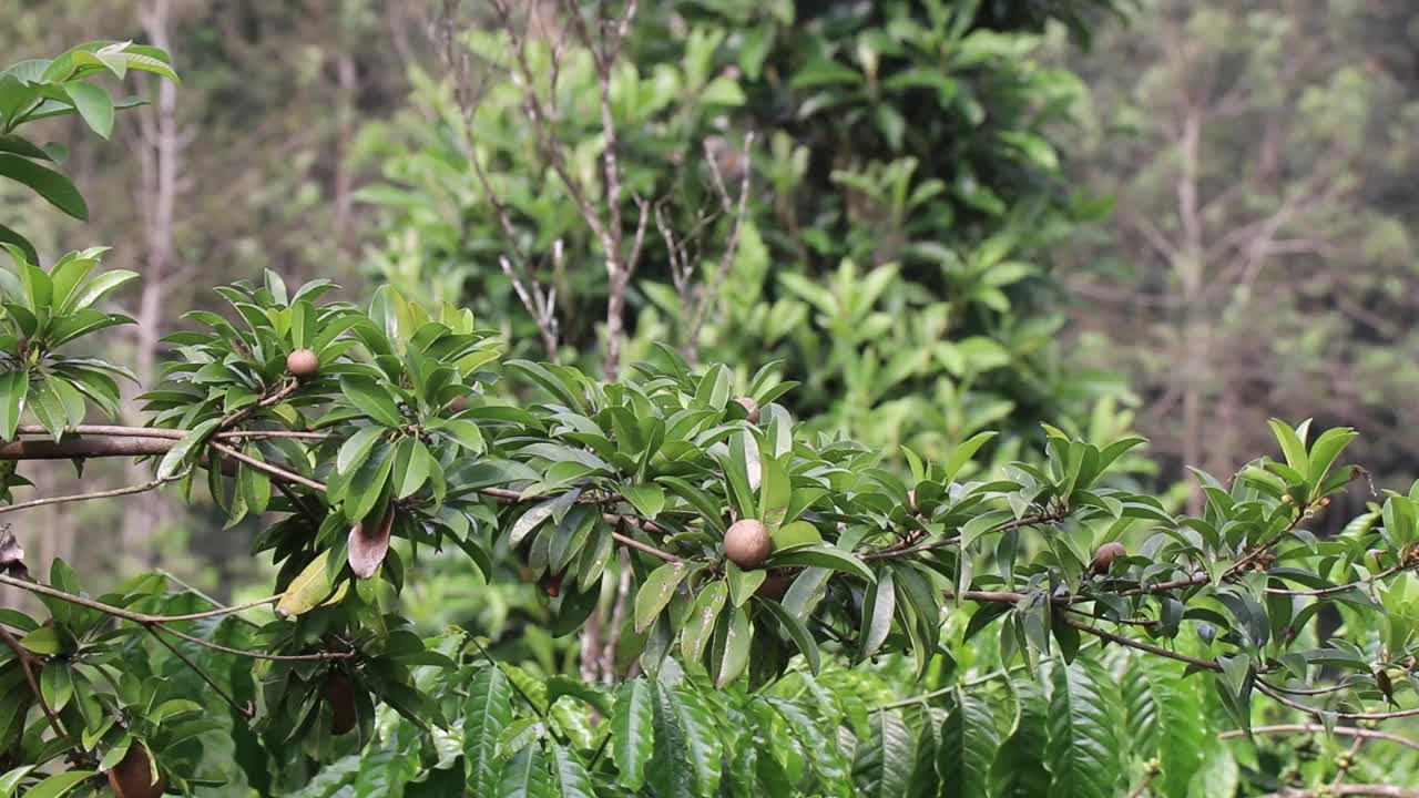 长在植物上的皂角，树枝随风轻轻摆动。鸡果树视频下载