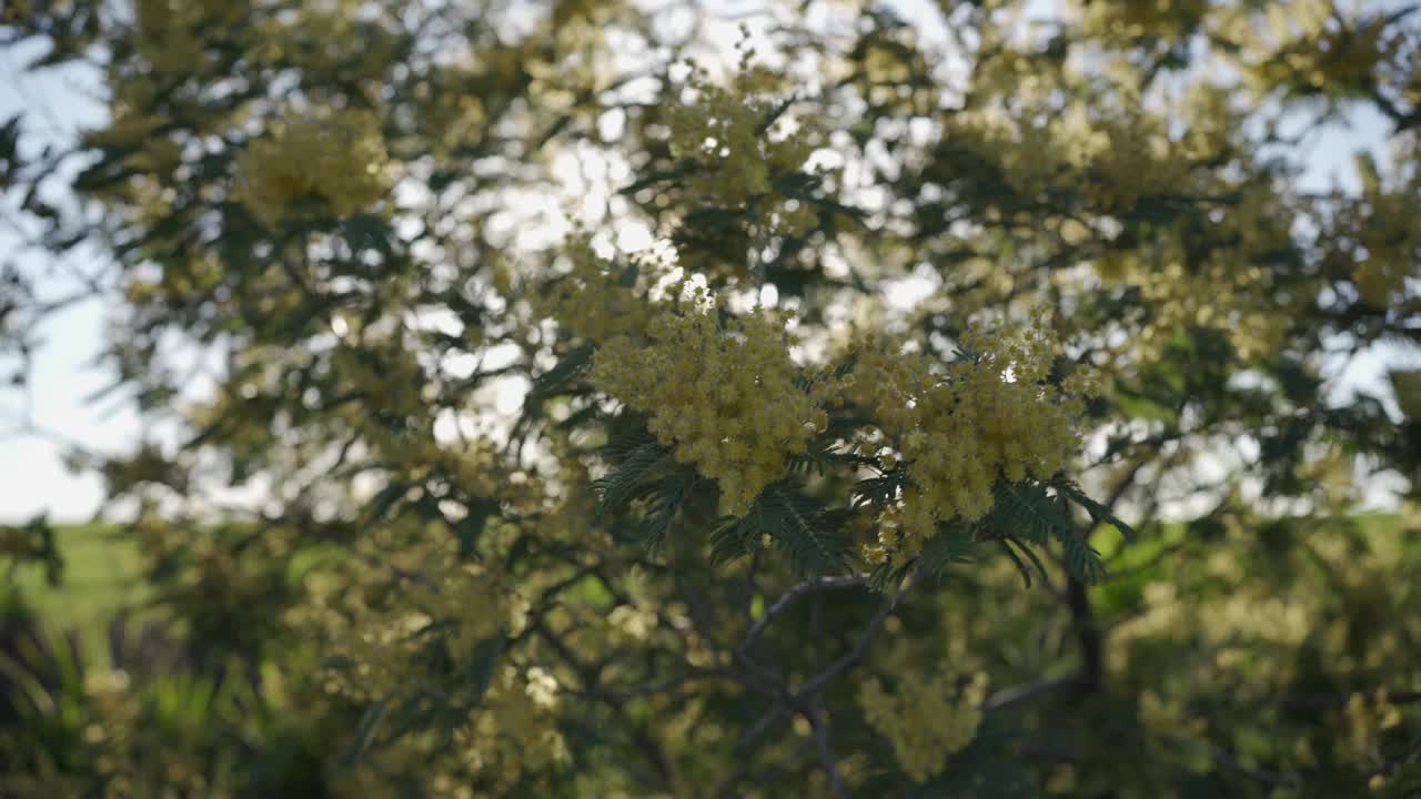 平移4K视频，黄色的树枝被清新的风吹动，明亮的阳光穿过花朵视频下载