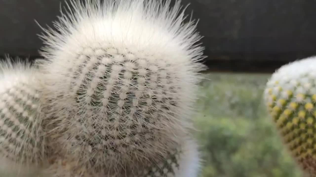 仙人掌植物-花视频素材