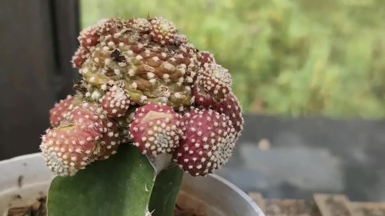 仙人掌的植物视频素材