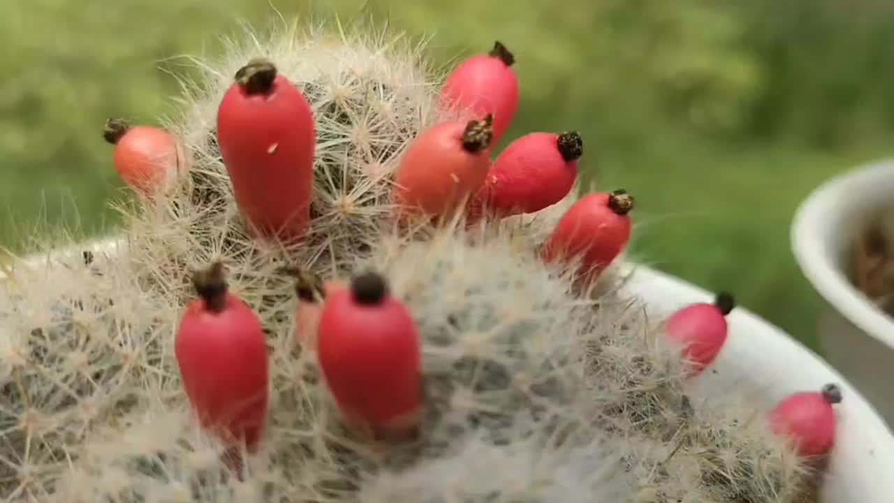 仙人掌植物-果实视频素材