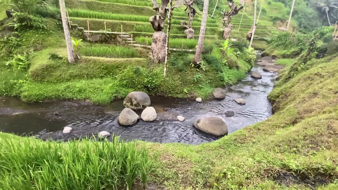 稻田里的绿色运河视频下载