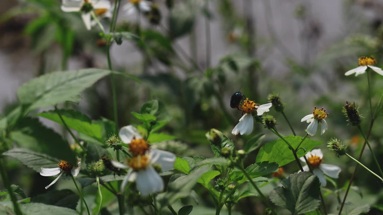 蜜蜂在花园里给花授粉视频素材