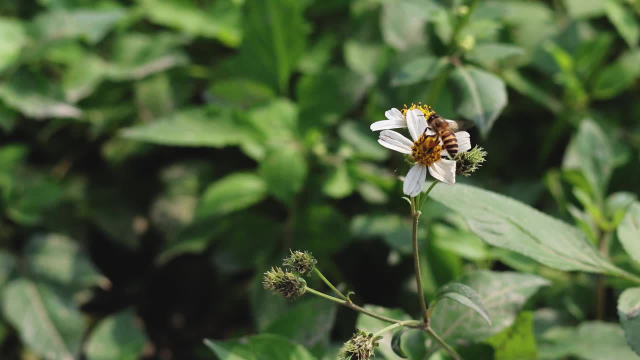 蜜蜂在自然界为花授粉视频素材