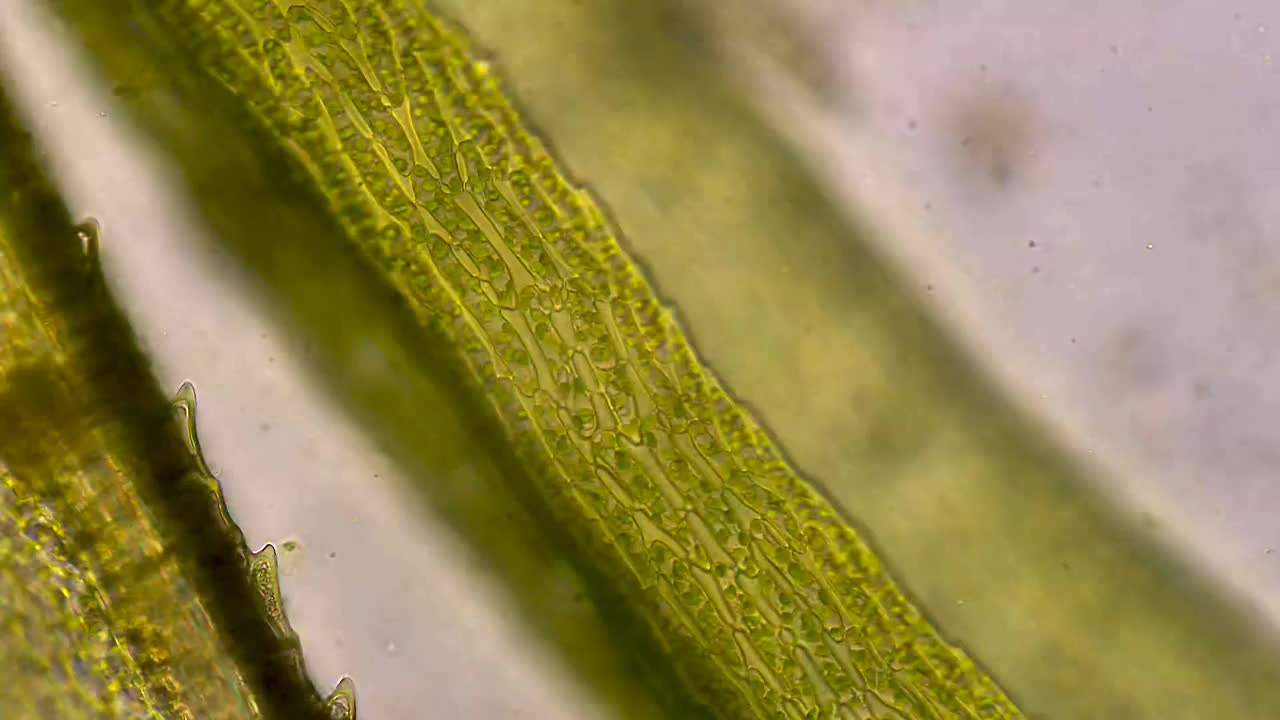 苔藓植物显微视图视频下载