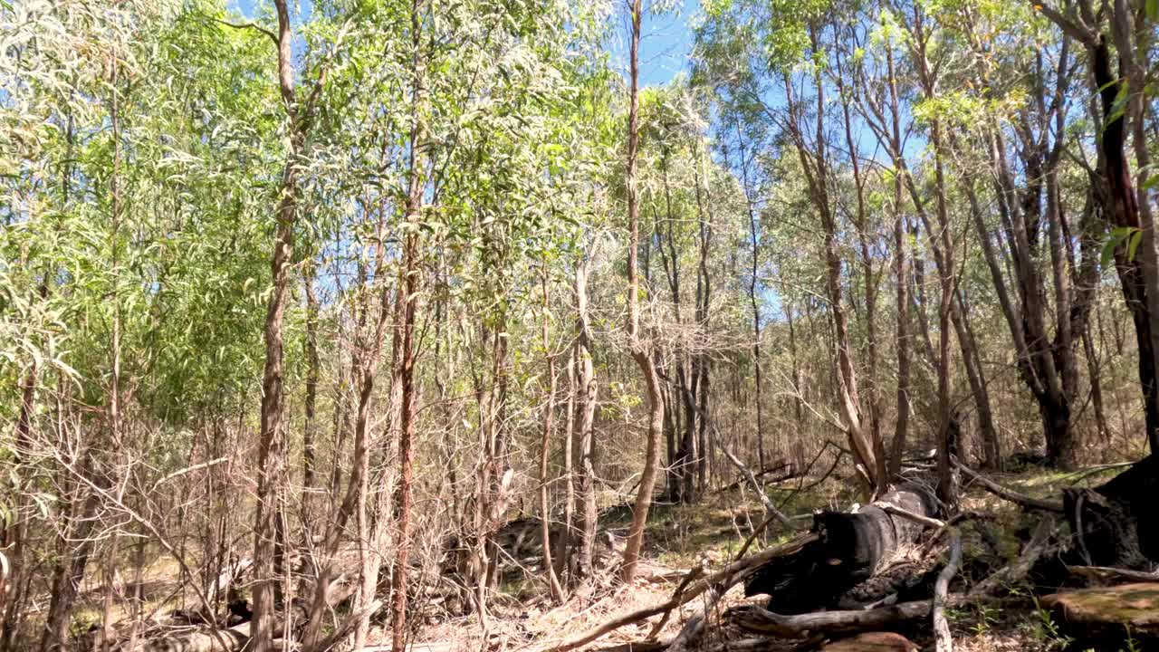 穿越时光的宁静森林视频素材