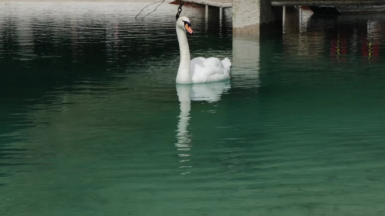 一只美丽优雅的白天鹅在碧绿的湖水中慢慢地游来游去。栖息地中的野鸟——自然环境中的水禽。视频素材