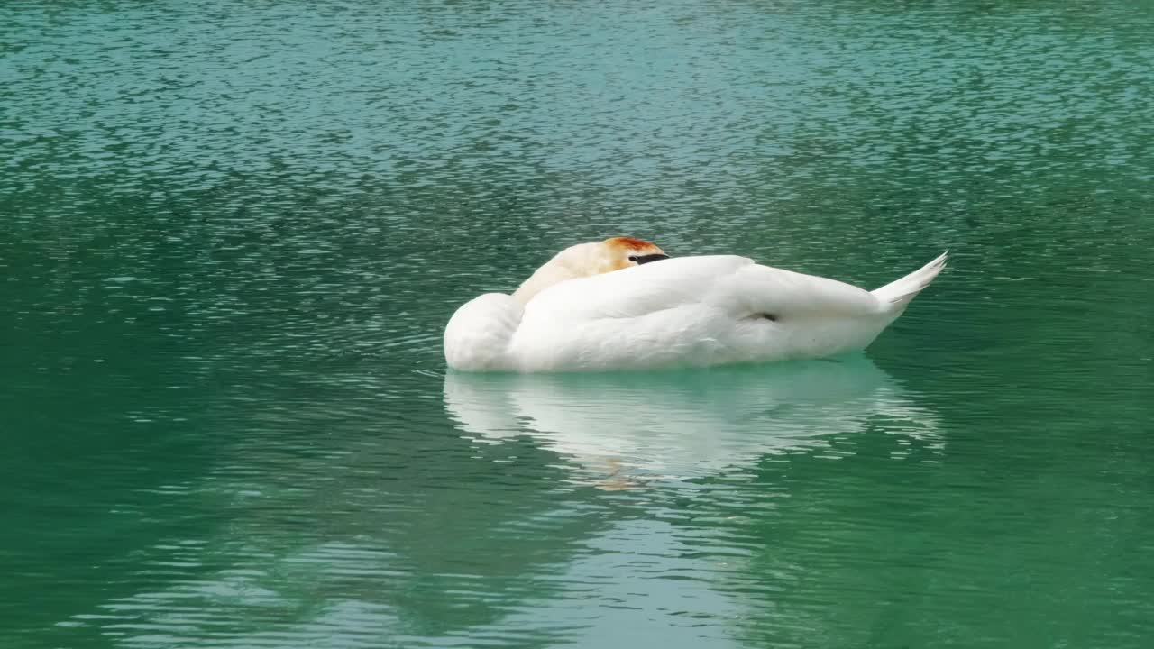 一只美丽优雅的白天鹅在碧绿的湖水中慢慢地游来游去。栖息地中的野鸟——自然环境中的水禽。视频素材