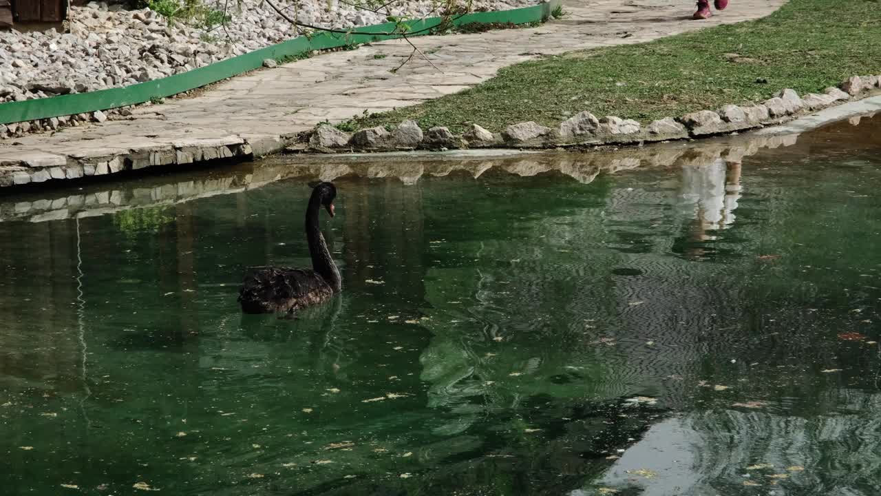 一只美丽优雅的黑天鹅在公园里的绿水湖里慢慢地游着。栖息地中的野鸟——自然环境中的水禽。视频素材